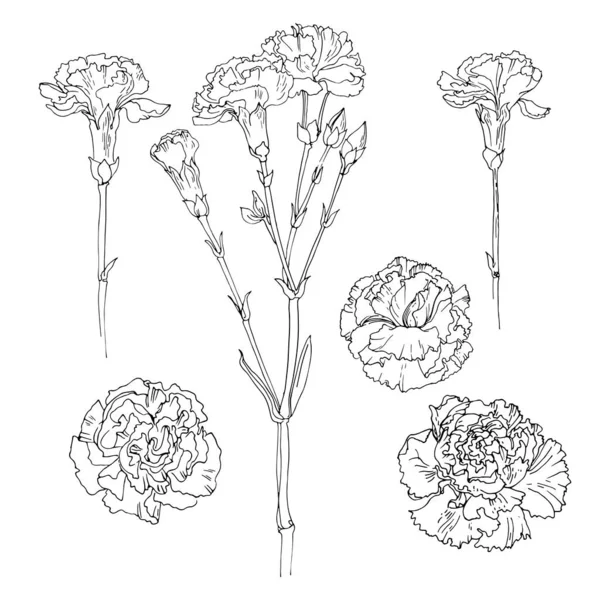 Carnation Vector Sketch Flowers Line White Background — Stock Vector