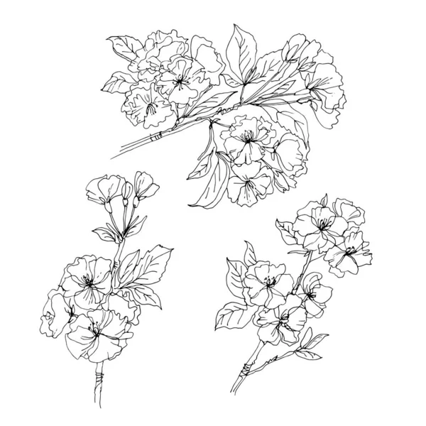 Sakura Cherry Blossoms Vector Sketch Flowers Line White Background — Stock Vector