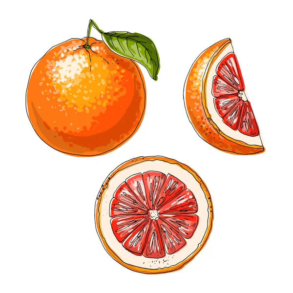 Грейпфрутовый Векторный Рисунок Пищи Цитрусовые Цвет — стоковый вектор
