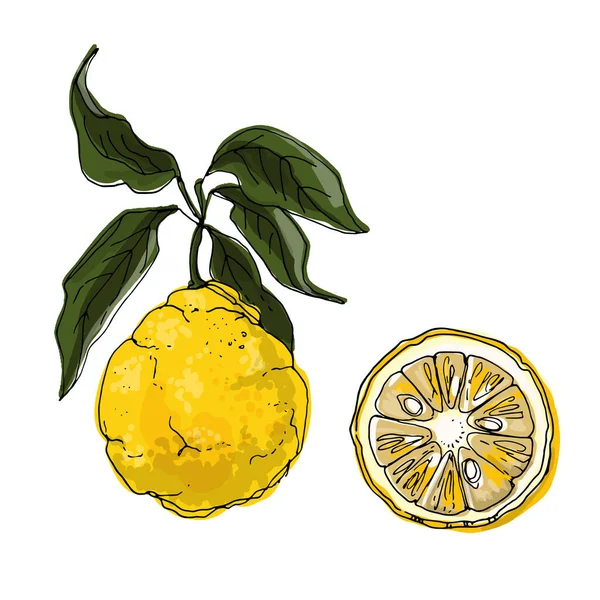 Yuzu Vektor Rajz Élelmiszer Citrusfélék Szín — Stock Vector