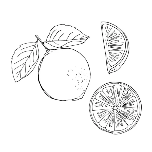 Limetku Vektorová Kresba Jídla Barva Citrusů — Stockový vektor