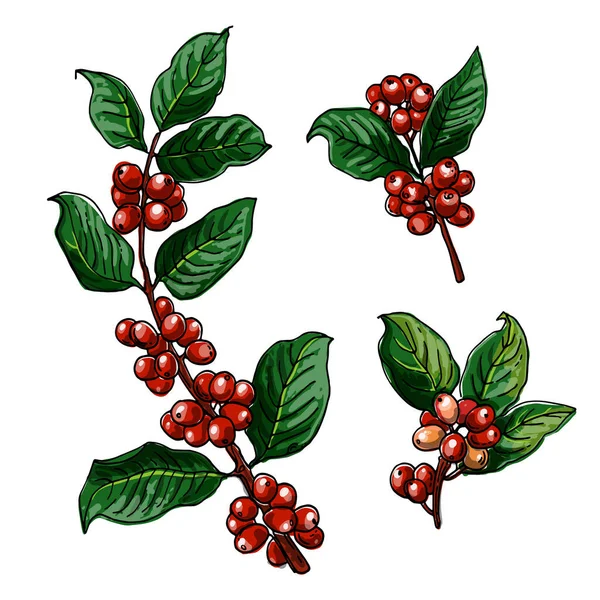 Zweig Kaffee Beeren Vektor Lebensmittel Ikonen Farbige Skizze Von Lebensmitteln — Stockvektor
