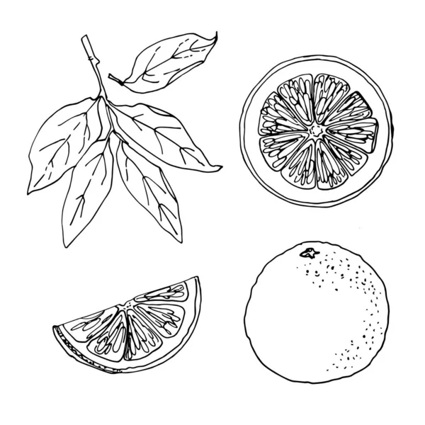 Naranja Rojo Cítricos Vector Alimentos Iconos Frutas Esbozo Coloreado Productos — Archivo Imágenes Vectoriales