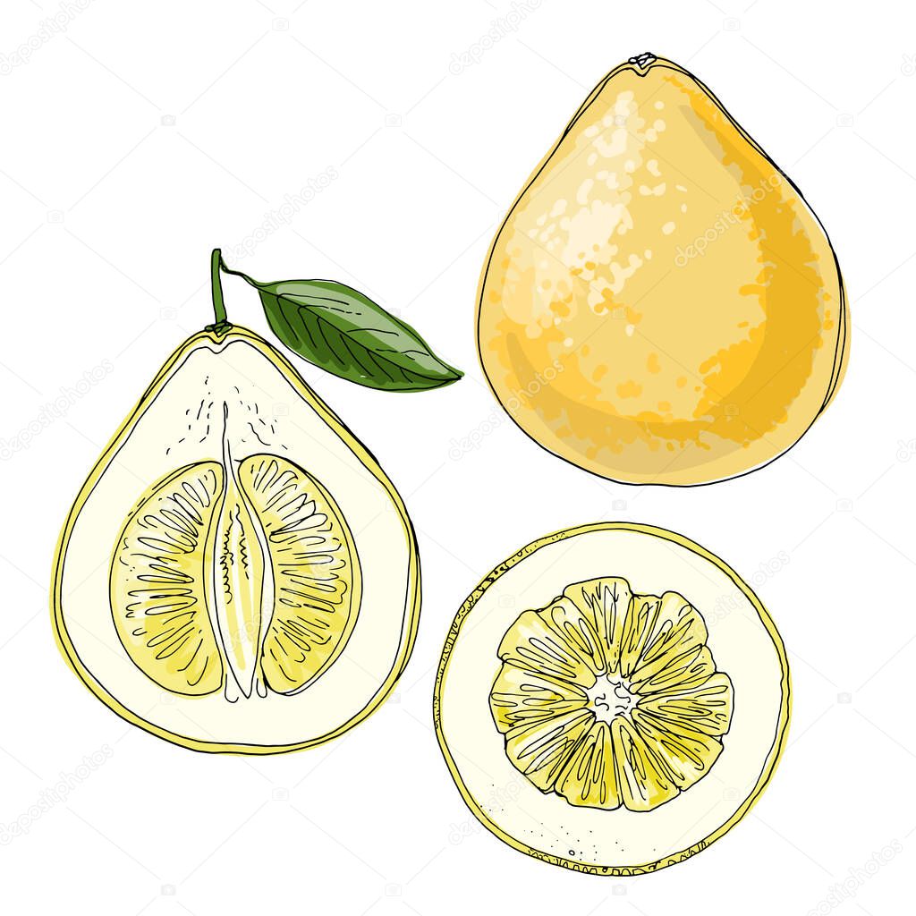 Pomelo Vector drawing of food. Citrus. color