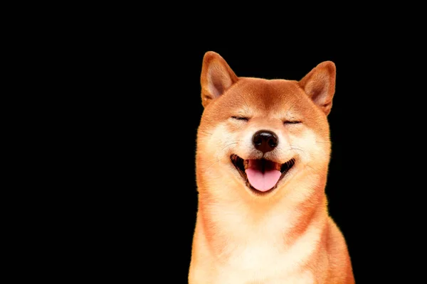 Happy Shiba Inu Hund Auf Gelb Rothaariger Japanischer Hund — Stockfoto