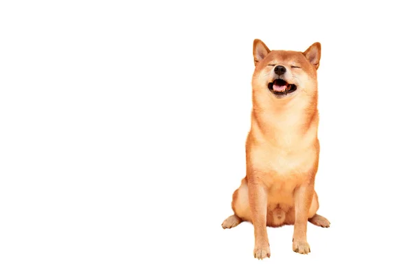 黄色の幸せな柴犬 赤い毛の日本犬 — ストック写真