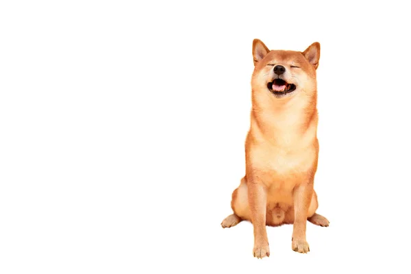 Cão Shiba Inu Feliz Amarelo Cão Japonês Ruivo — Fotografia de Stock