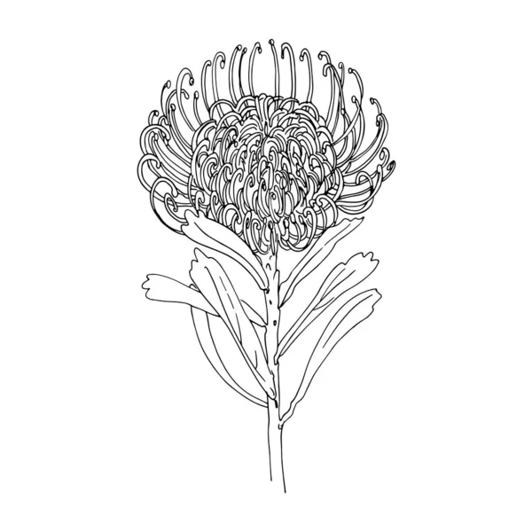 Protea Vector Sketch Flowers Line White Background — Stock Vector