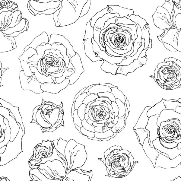 Цветочные розы. Украшение, нарисованное вектором черной линии на белом