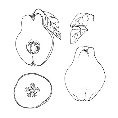 Ayva meyve taşıyıcısı besin çizimi.