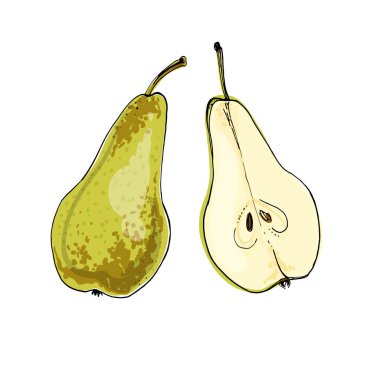 Armut Vektörü meyve ikonları. Renkli gıda ürünleri taslağı. Armut Konferansı