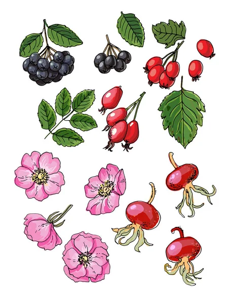 Hagebutte, Weißdorn. Vektoressen Ikonen der Beeren. Farbige Skizze von Lebensmitteln. — Stockvektor