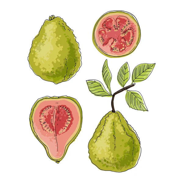 Psidium, Guava frutta icone alimentari vettoriali di frutta. Schizzo colorato dei prodotti alimentari. — Vettoriale Stock