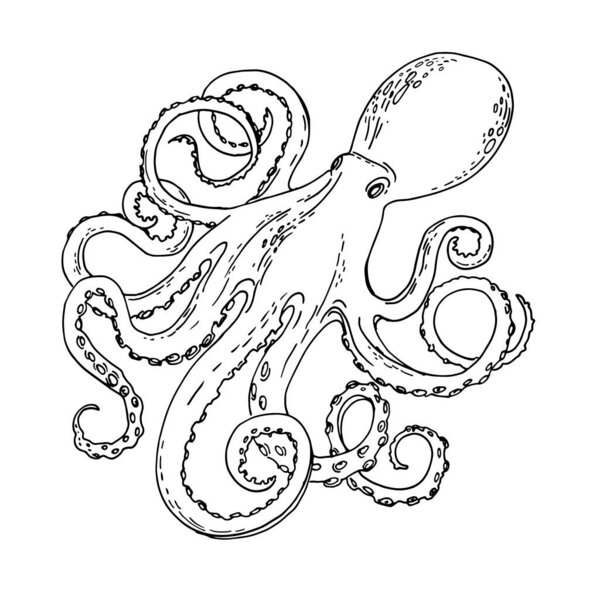 Sea food. Octopus Vector food sketch.