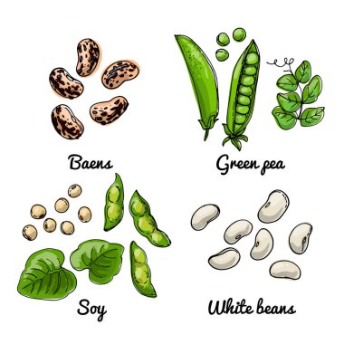 Vector food icons of vegetables. Colored sketch of food products. Baens, green pea, soy clipart