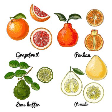 Citrus Vector meyve ikonları. Renkli gıda ürünleri taslağı. Ponkan, Pomelo, Greyfurt