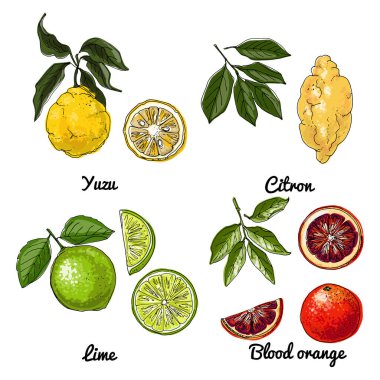 Citrus Vector meyve ikonları. Renkli gıda ürünleri taslağı. Kırmızı turuncu, Kireç, Yuzu