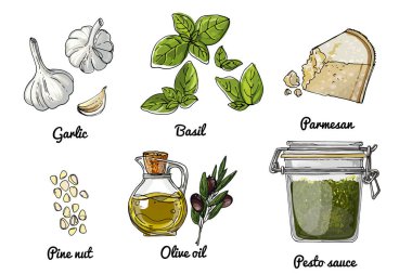 Sebze ikonları. Renkli gıda ürünleri taslağı. Pesto sosu tarifi. Fesleğen, parmesan peyniri, sarımsak, zeytinyağı.
