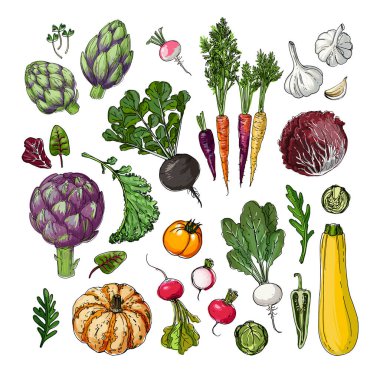 Sebze ve meyve besin vektörü. Ürünlerin renkli çizimi. Mutfak ve restoran dekorasyonu. Çiftlik sebzeleri
