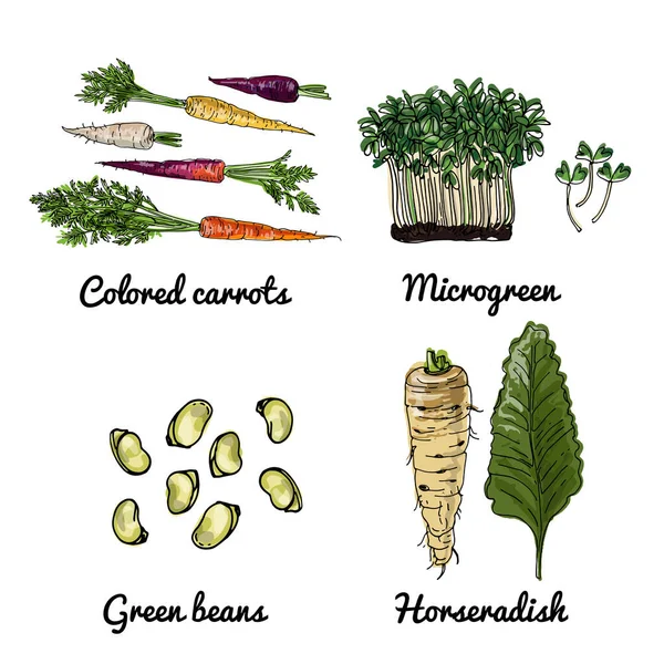 蔬菜的病媒食物图标 食品的彩绘草图 彩色胡萝卜 微绿色 — 图库矢量图片