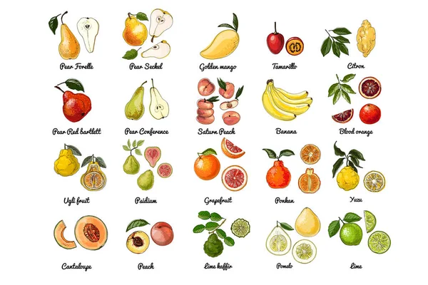 Icônes Alimentaires Vectorielles Fruits Croquis Coloré Des Produits Alimentaires Des — Image vectorielle