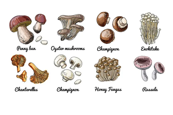 Iconos Comida Vectorial Setas Esbozo Coloreado Productos Alimenticios Champiñón Enokitake — Archivo Imágenes Vectoriales