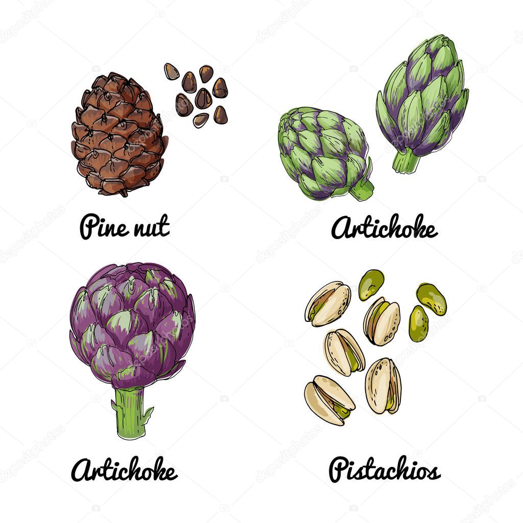 Vector food icons of vegetables. Colored sketch of food products. Pine nut, artichoke