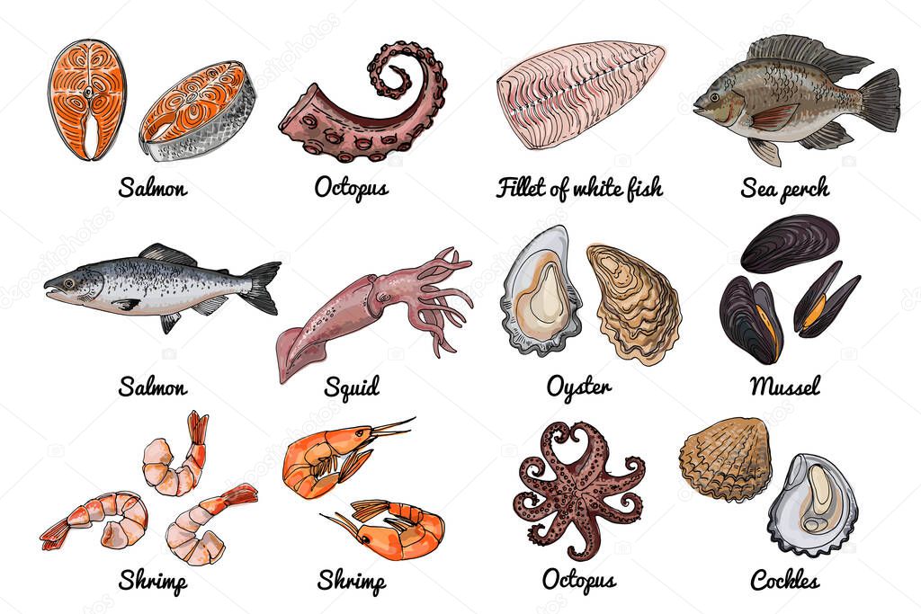 Sea food. Vector drawing of food. Red and white fish, Tilapia, squid, salmon, oysters mussels shrimps