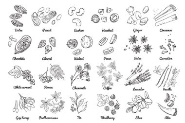 Fındık, böğürtlen, bitki ikonları. Renkli gıda ürünleri taslağı. Hurma, fıstık, çikolata taneleri, badem, aloe vera, vanilya, lavanta tarçını zencefil