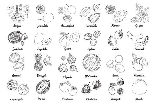 Icônes Alimentaires Vectorielles Fruits Croquis Coloré Des Produits Alimentaires Melon — Image vectorielle