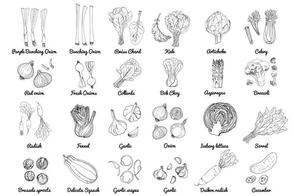 Vektor Lebensmittel Ikonen Aus Kräutern Und Gemüse Salaten Und Gewürzen — Stockvektor