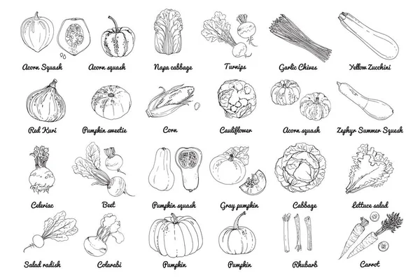 Vektoressen Ikonen Des Gemüses Farbige Skizze Von Lebensmitteln Kürbis Gurken — Stockvektor