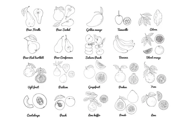 Векторні Іконки Їжі Фруктів Кольоровий Ескіз Продуктів Харчування Цитрусові Грушевий — стоковий вектор