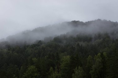 Dağlardaki ormanın üzerinde sis Altai