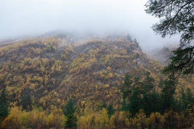 Sarı sonbahar ağaçları Kafkasya dağlarının yamacında durur ve sis üzerlerine çöker.