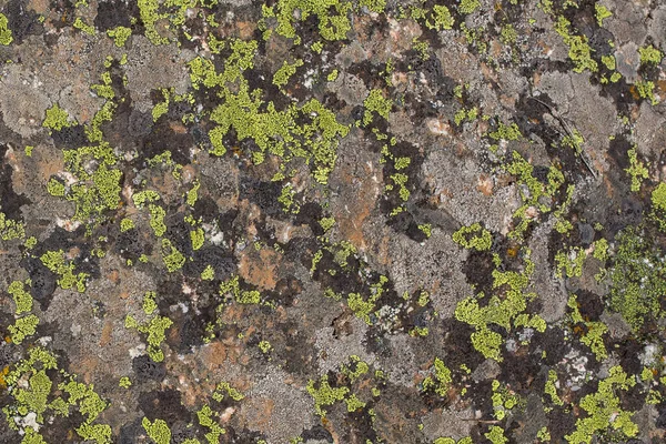 Grijze Steen Bedekt Met Kleurrijk Mos Als Camouflage — Stockfoto