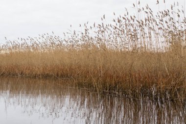 Sarı çimenler suda duruyor ve ona yansıyor.