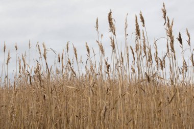 Sarı sonbahar sazları bulutlu bir gökyüzüne karşı