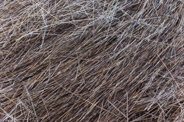 Kararmış sopa sapları yerde yatıyor.