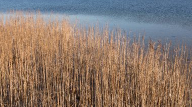 Sonbahar gölü üzerinde yoğun sarı sazlıklar..