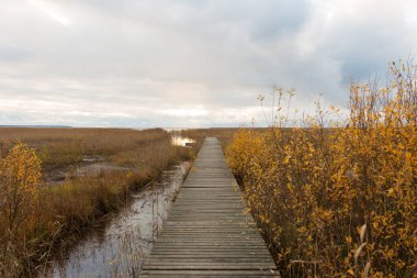 Sazlıklardan geçerek Ladoga Gölü 'ne giden tahta iskele.