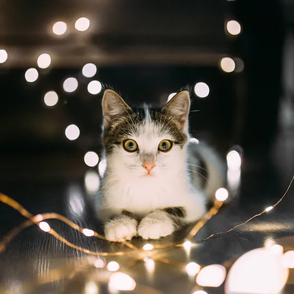 Grey and white kitten with garland lights around