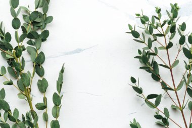 Yeşil şam fıstığı beyaz üzerine dallar bırakır