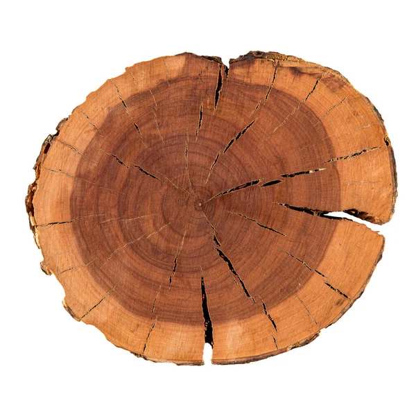 İzole edilmiş doğal dekoratif çam ağacından dilimler.