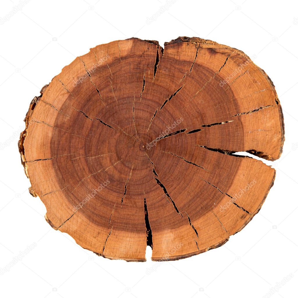 Isolated natural decorative pine round wood slice