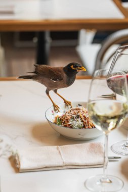 Restoran masasında salata kasesinin üzerinde duran küçük bir kuş gerçek üstü ve komik bir yemek sahnesi yaratıyor.