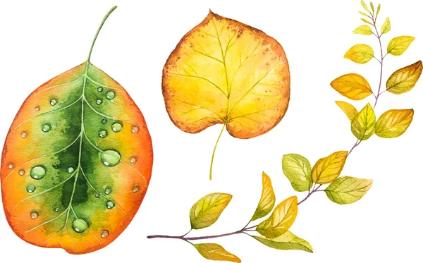 Herfst aquarel verlaat. Val illustraties. — Stockvector