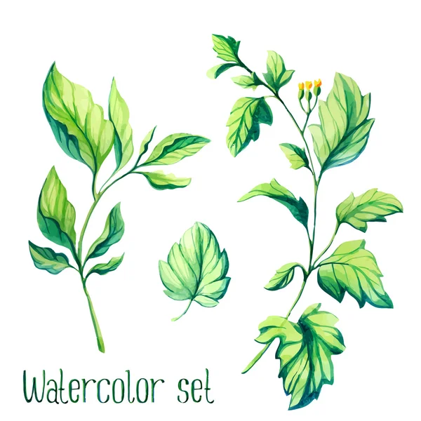 Vatercolor conjunto de folhas vetoriais — Vetor de Stock