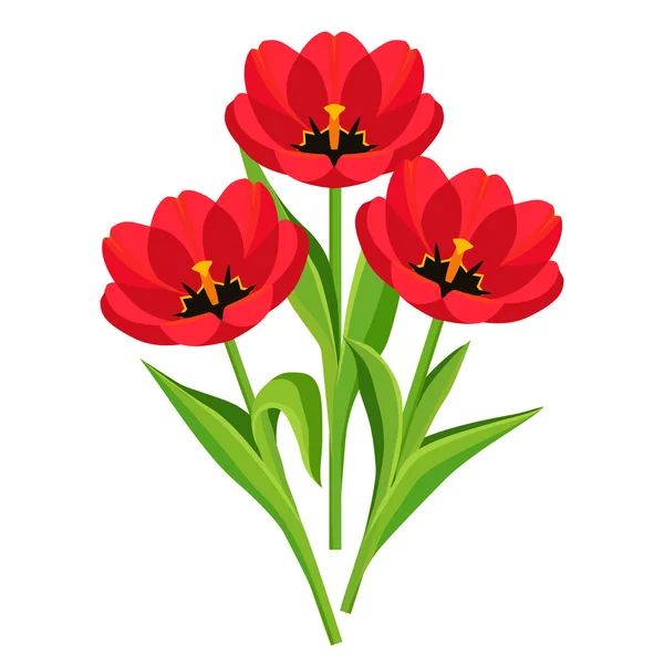 Flores da primavera tulipas sobre branco — Vetor de Stock