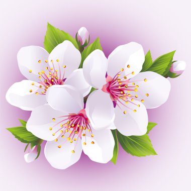 Çiçek açması sakura şube-Japon kiraz ağacı